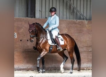 BWP (cheval de sang belge), Jument, 9 Ans, 165 cm, Bai brun