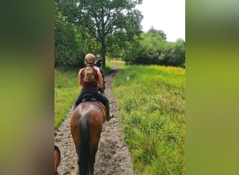 BWP (cheval de sang belge), Jument, 9 Ans, 165 cm, Bai brun