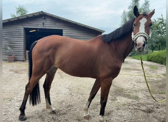 BWP (cheval de sang belge), Jument, 9 Ans, 165 cm, Bai cerise