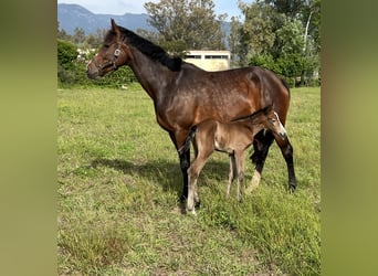 BWP (cheval de sang belge), Jument, 9 Ans, 168 cm, Bai cerise