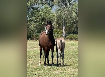 BWP (cheval de sang belge), Jument, 9 Ans, 168 cm, Bai cerise