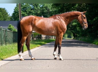 BWP (cheval de sang belge), Jument, 9 Ans, 168 cm