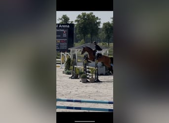 BWP (cheval de sang belge), Jument, 9 Ans, 170 cm, Bai