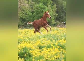 BWP (cheval de sang belge), Jument, , Alezan