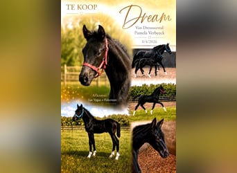 BWP (cheval de sang belge), Jument, Poulain (04/2026), Bai brun