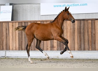 BWP (cheval de sang belge), Jument, Poulain (03/2025), Bai cerise