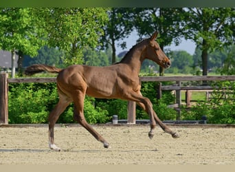 BWP (cheval de sang belge), Jument, Poulain (03/2026), Bai