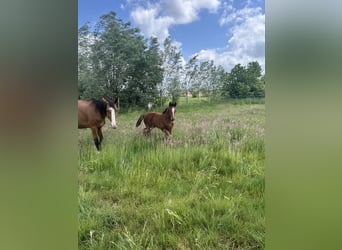 BWP (cheval de sang belge), Jument, , Bai