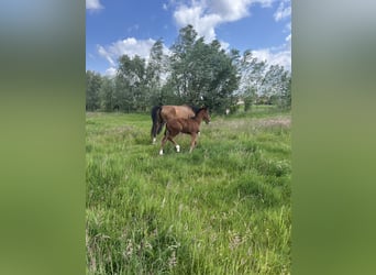 BWP (cheval de sang belge), Jument, , Bai