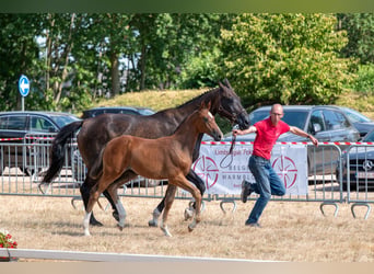 BWP (cheval de sang belge), Jument, Poulain (06/2026), Bai
