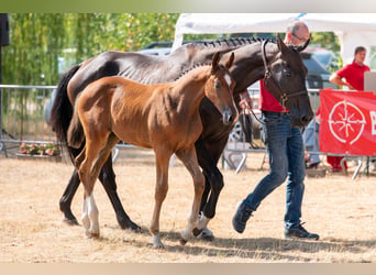 BWP (cheval de sang belge), Jument, Poulain (06/2026), Bai
