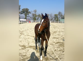 BWP (cheval de sang belge), Jument, Poulain (05/2025), Bai