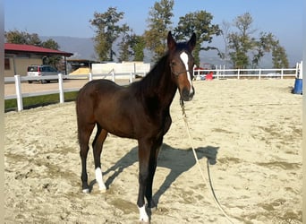 BWP (cheval de sang belge), Jument, Poulain (05/2025), Bai