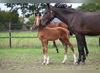 BWP (cheval de sang belge), Jument, Poulain (01/2026), Bai