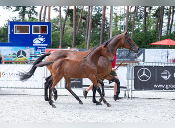 BWP (cheval de sang belge), Jument, Poulain (04/2026)