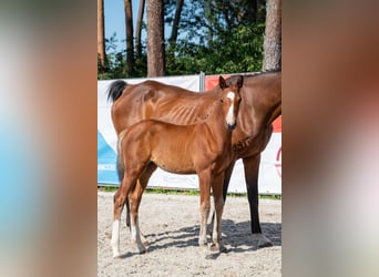 BWP (cheval de sang belge), Jument, Poulain (05/2026)