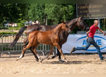 BWP (cheval de sang belge), Jument, Poulain (06/2026)