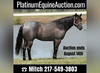 Quarter horse américain, Hongre, 12 Ans, 152 cm, Rouan Bleu, in Charleston IL,