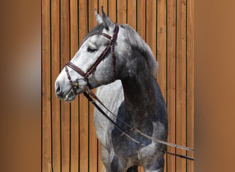 Koń hanowerski, Ogier, 4 lat, 170 cm, Siwa, in Uetze,