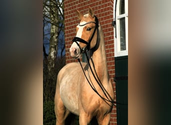 German Riding Pony, Stallion, 3 years, 14.2 hh, Palomino, in Rehburg-Loccum Münchehagen,