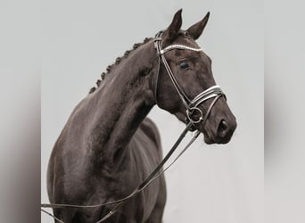 Oldenburger, Stute, 3 Jahre, 168 cm, Schwarzbrauner, in Münster,