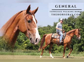 Tennessee konia, Wałach, 4 lat, Cisawa, in Parkers Lake, KY