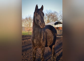 Mare 5 years
