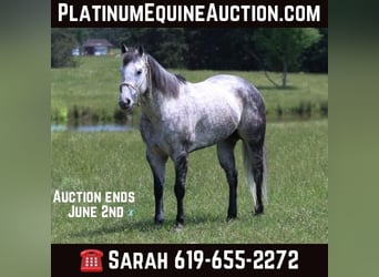 Tennessee Walking Horse, Valack, 8 år, 157 cm, Grå, in Carthage TX,