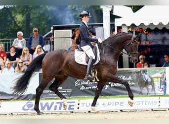 Oldenburger, Wallach, 5 Jahre, 176 cm, Schwarzbrauner, in Lohne (Oldenburg),