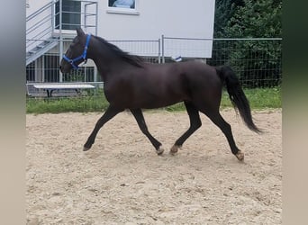 Irish Sport Horse, Wallach, 9 Jahre, 158 cm, Rappe, in Lage,