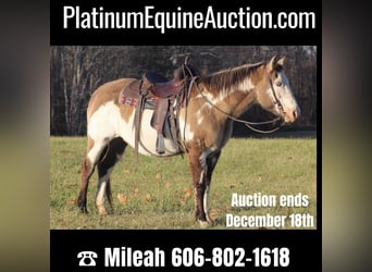 Quarter horse américain, Hongre, 15 Ans, 150 cm, Overo-toutes couleurs, in nANCY ky,