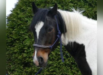 Other Breeds, Gelding, 9 years, 15 hh, Pinto, in Lathen,
