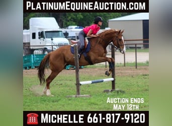 Quarter horse américain, Hongre, 6 Ans, 168 cm, Alezan cuivré, in Stephenville TX,