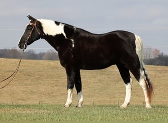 Tennessee Walking Horse, Wallach, 12 Jahre, 155 cm, Tobiano-alle-Farben, in Mount vernon KY,