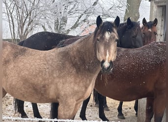 American Quarter Horse, Stute, 7 Jahre, 130 cm, Buckskin, in Möllenhagen