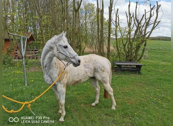 Paint Horse, Jument, 18 Ans, 155 cm, Gris pommelé, in BETTELDORF,