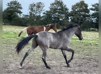 Mangalarga Marchador, Ruin, 4 Jaar, 156 cm, Roan-Blue, in Skærbæk