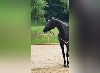 Austrian Warmblood, Mare, 8 years, 16.3 hh, Smoky-Black, in Wolnzach,