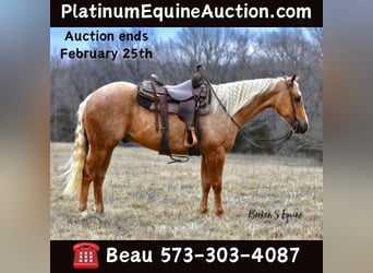 Quarter horse américain, Hongre, 4 Ans, 150 cm, Palomino, in Sweet Springs, MO,