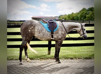 American Quarter Horse, Gelding, 8 years, Gray, in Huntingburg, IN,