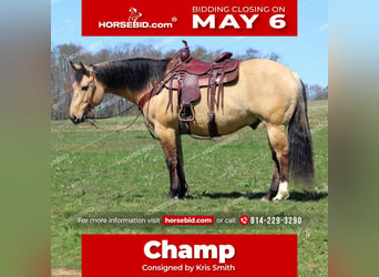 Quarter horse américain, Hongre, 8 Ans, 152 cm, Buckskin, in Brookville,