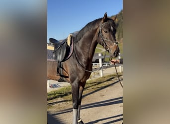 Austrian Warmblood, Stallion, 4 years, 16,1 hh, Bay-Dark, in Schladming