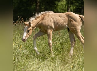 Quarter horse américain, Étalon, 1 Année, Palomino, in Laubach,