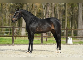 KWPN, Merrie, 3 Jaar, 165 cm, Donkerbruin, in Loon op Zand