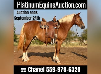 American Quarter Horse, Wallach, 10 Jahre, 135 cm, Dunkelfuchs, in byers TX,