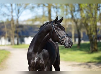 Oldenburger, Wallach, 4 Jahre, 170 cm, Rappe, in Randb&#xF8;l