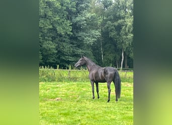 Mare 4 years