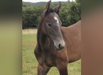 Holstein, Stallion, 3 years, Gray, in Nienhagen