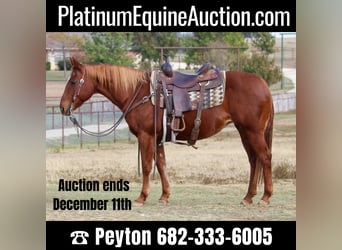 Quarter horse américain, Jument, 21 Ans, 145 cm, Alezan cuivré, in weatherford TX,