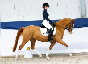 German Riding Pony, Mare, 13 years, 14.1 hh, Chestnut-Red, in Marsberg